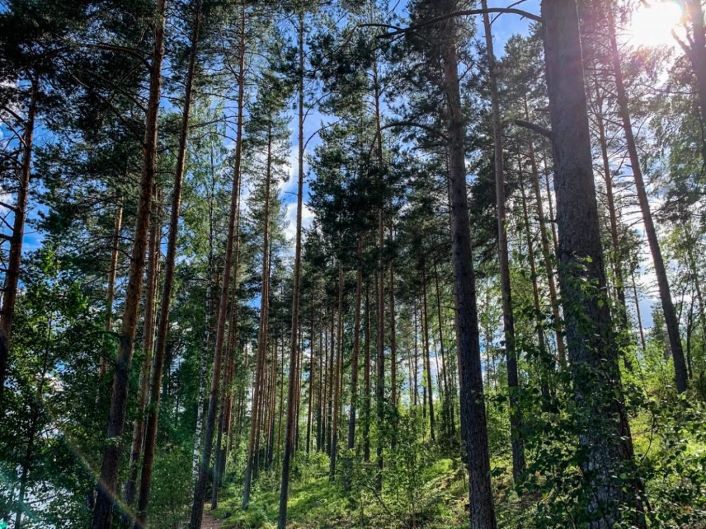 the forest of lahti in finland