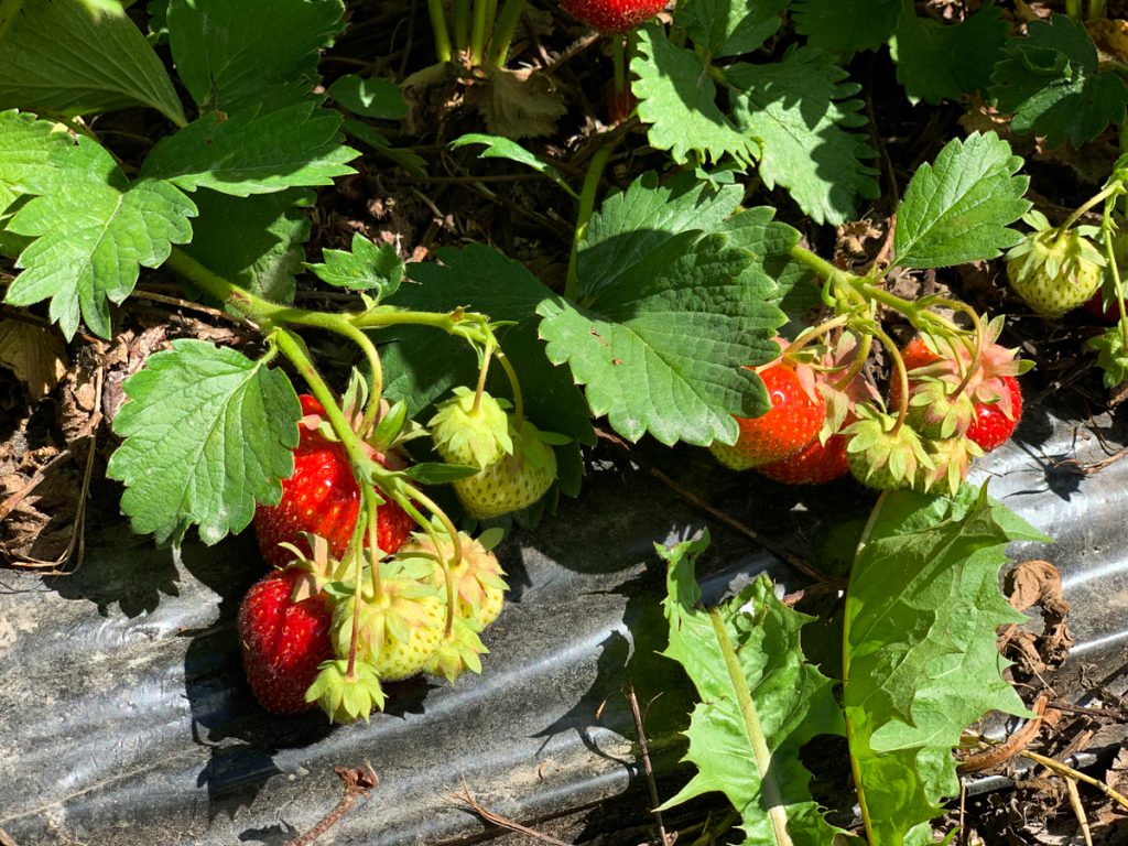 fresh finnish strawberries