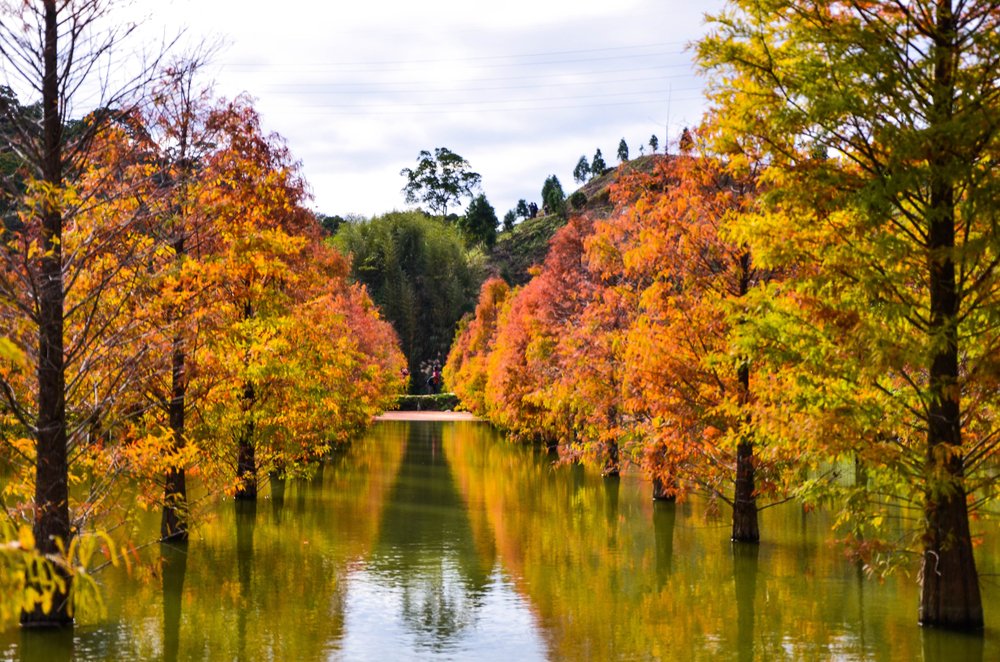 beautiful autumn trees and peaceful water in a natural area of taiwan