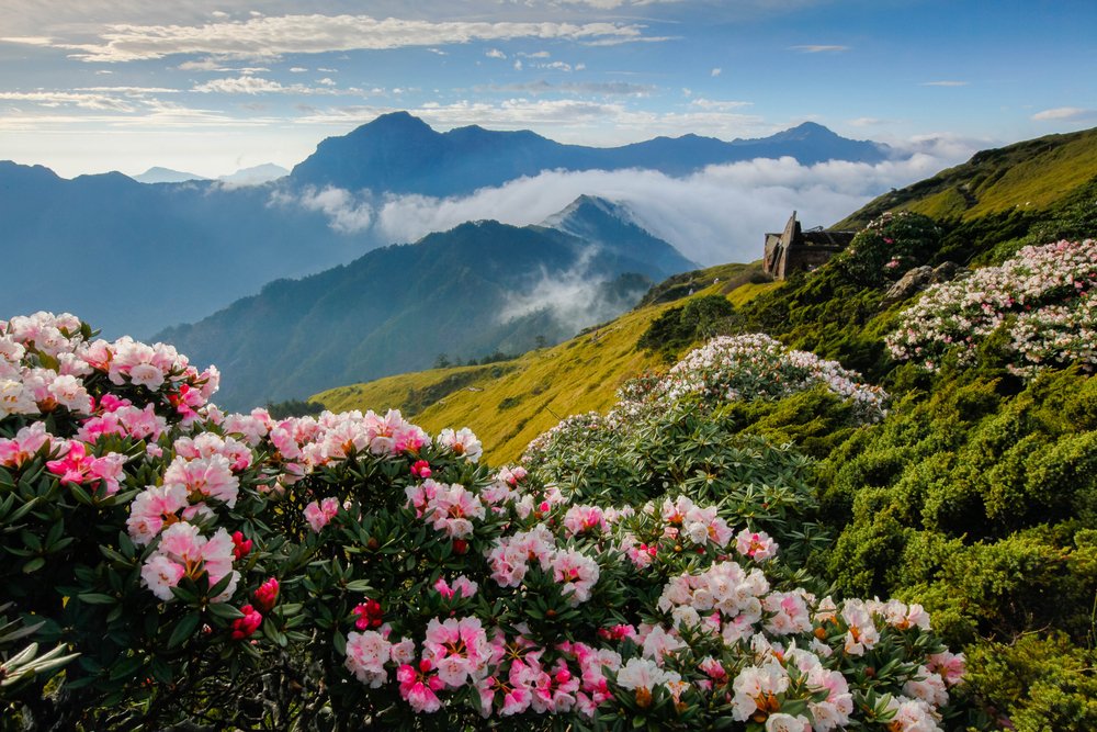 beautiful pink flowers blooming in the taiwan landscape on a cloudy, misty spring day in the hills