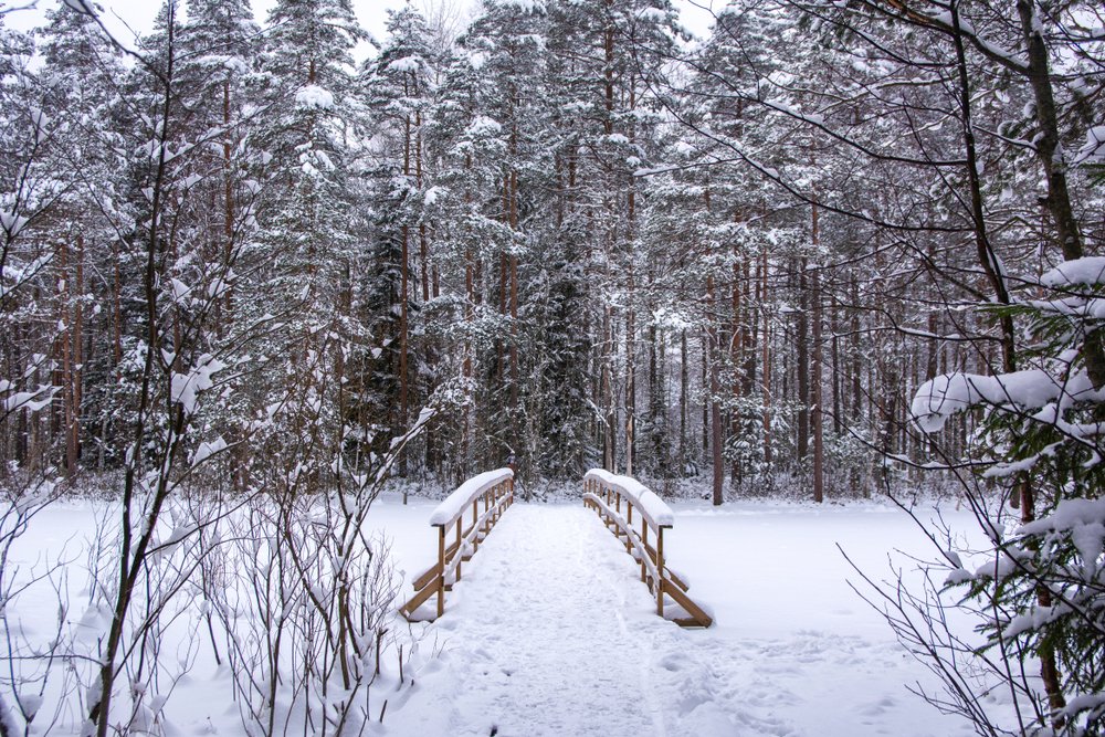 A snow-covered landscape of evergreen trees as well as a snowy bridge in a national park near Helsinki Finland in winter