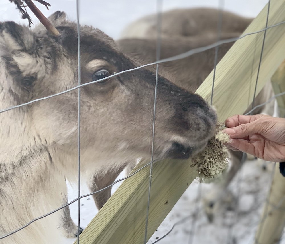 Allison is hand feeding a reindeer some lichen while at the Tromso Ice Domes, the reindeer looks happy as it accepts the lichen offering through the fence