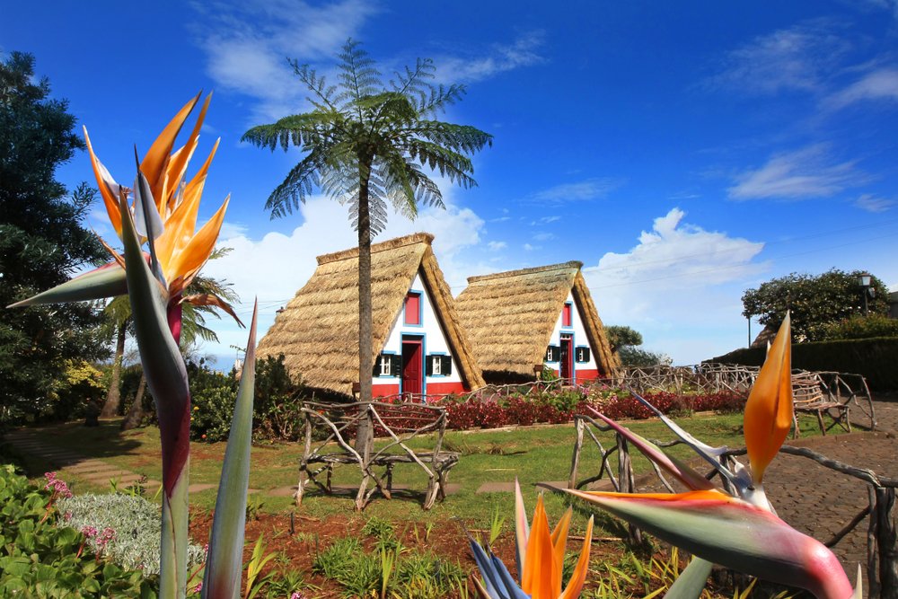 two colorful typical madeira houses with thatched roofs and birds of paradise flowers in front