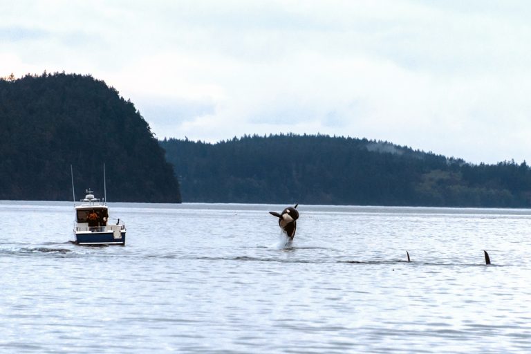 11 Outstanding Things to Do in Orcas Island: A Local's Guide - Eternal ...