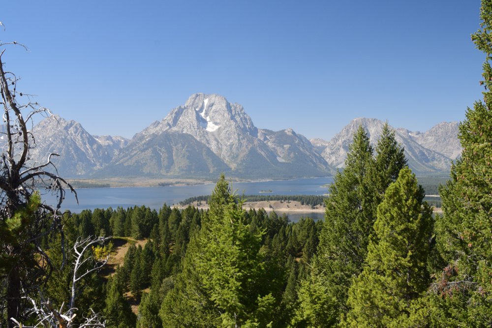 Trees in front of a lake in the distance with a large mountain with a little bit of snow on it far away, on a clear sky day in summer in Grand Teton National Park.