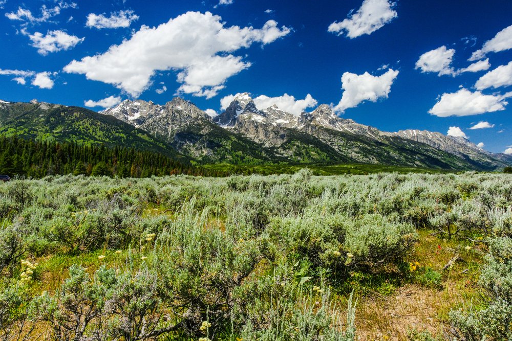 A grassy, brushy landscape with mountains in the distance and spotty clouds.