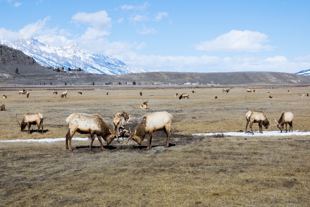 Focus on two elk interlocking horns, several other elk in the background with a tiny bit of snow on the ground on a summery day.