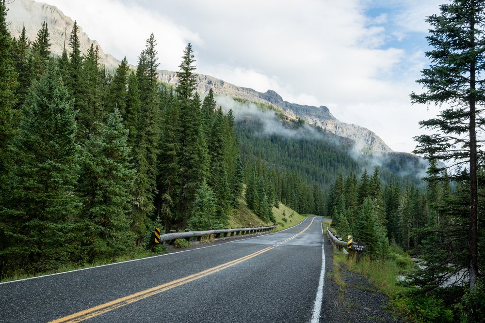 A view of a highway going through some pine trees with a slight bit of fog on some of the distant trees.