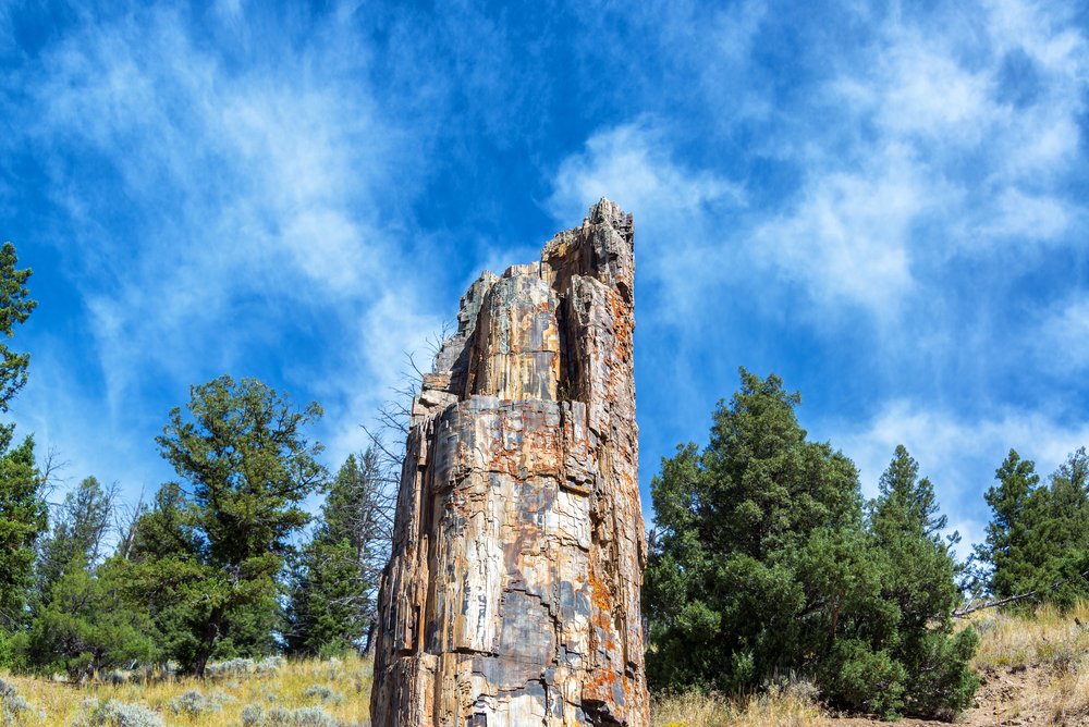 The trunk of a tree which has been petrified, surrounded by trees and blue sky.