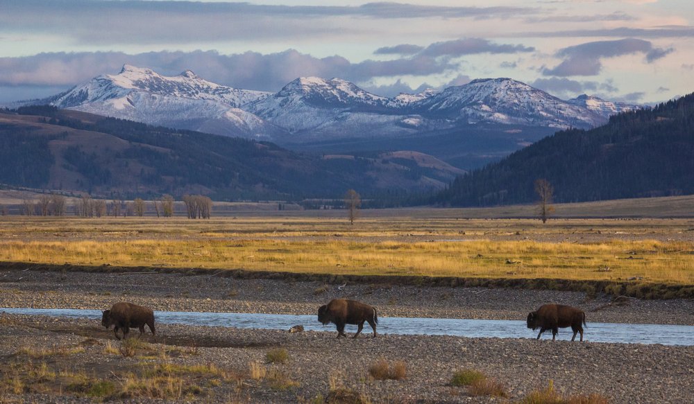 Three bison walking next to a small river, with yellow grass and several mountain peaks behind them.