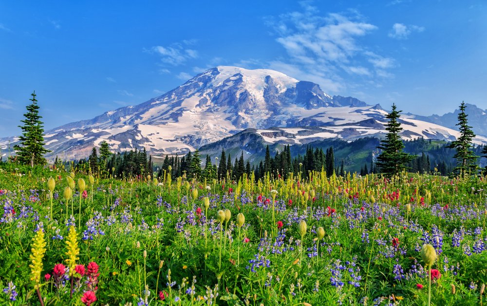 Wildflowers at Mount Rainier