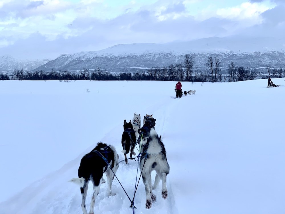 View from the driver's seat as Allison goes on a dog sledding self drive adventure in Tromso in winter