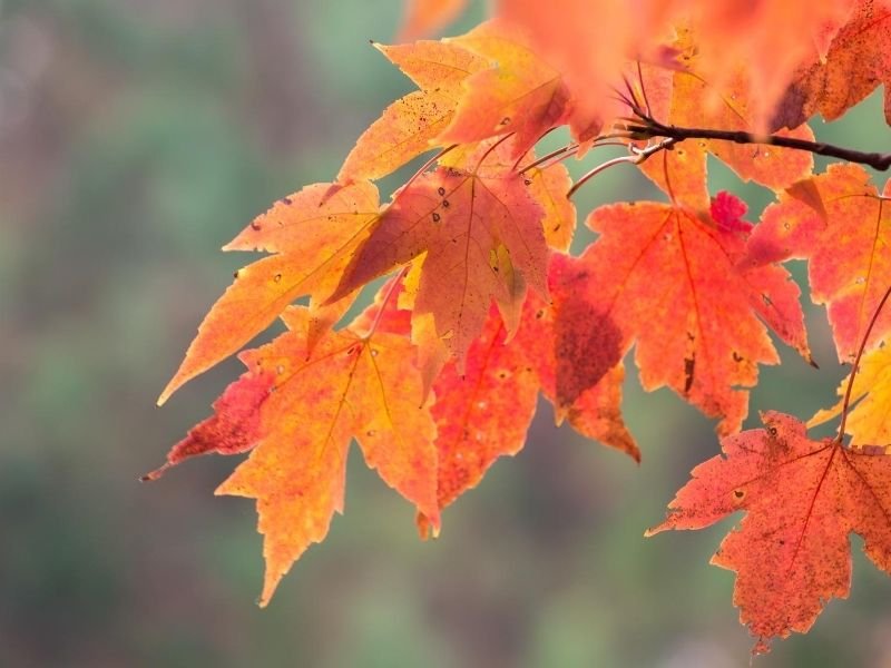 120 Colorful Fall Captions & Cute Fall Puns for Instagram ...