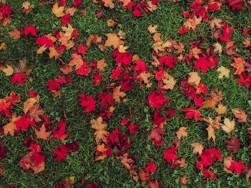 120 Colorful Fall Captions & Cute Fall Puns for Instagram - Eternal Arrival