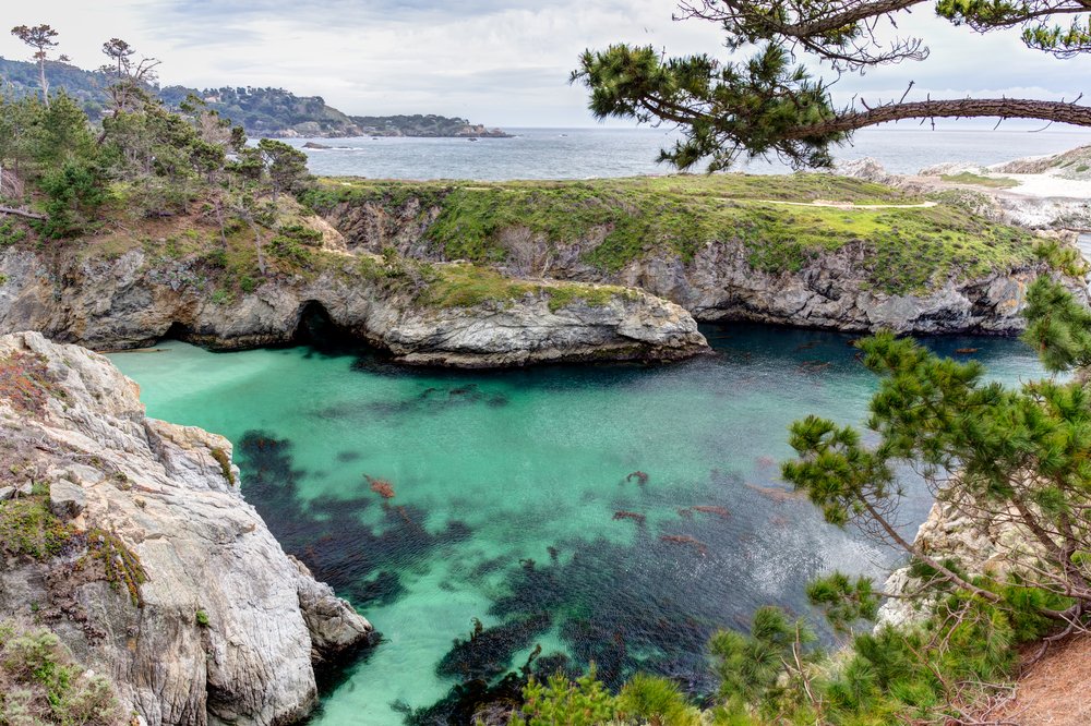 brilliant turquoise waters with some tree limbs in front of it while hiking in pt lobos