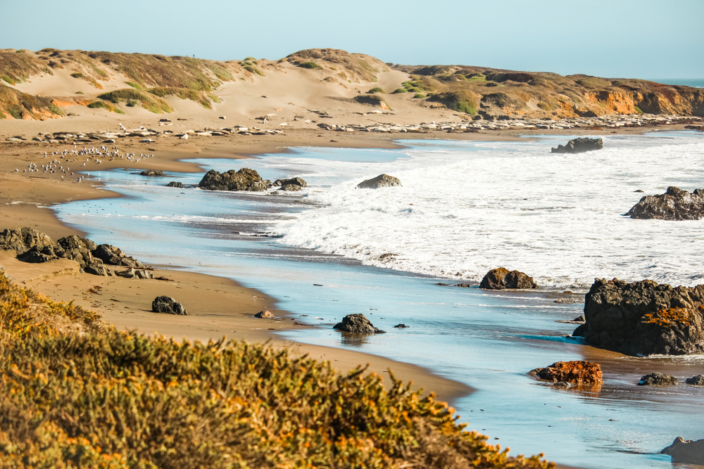 elephant seals relaxing on a beach in big sur in the distance