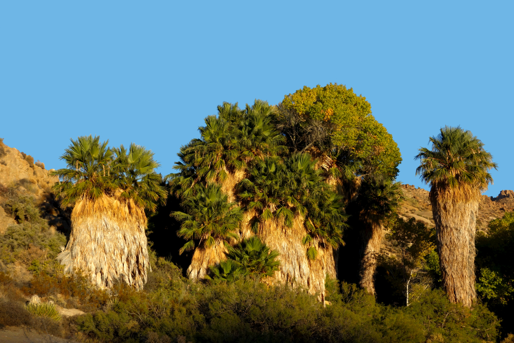 The shaggy-looking cacti plaants of Cottonwood springs on a clear day on a Joshua National Park itinerary