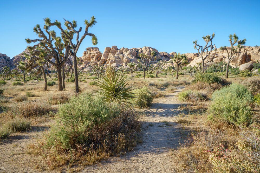 Lots of Joshua Tres surrounding a beaten hiking path which leads to a dam and water oasis on a sunny day hiking in the park.