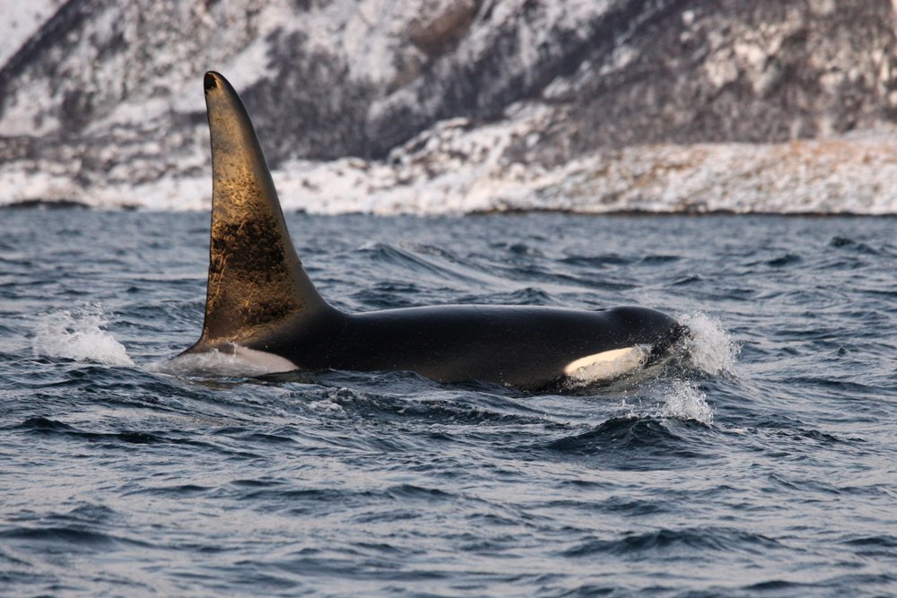 an orca at the top of the waters in the icy landscape of norway's coastal area