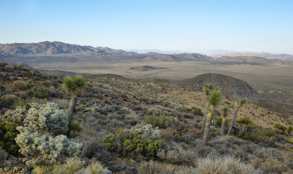 A few lne Joshua Trees and cacti looking over an otherwise deserted desert landscape in the Mojave Desert