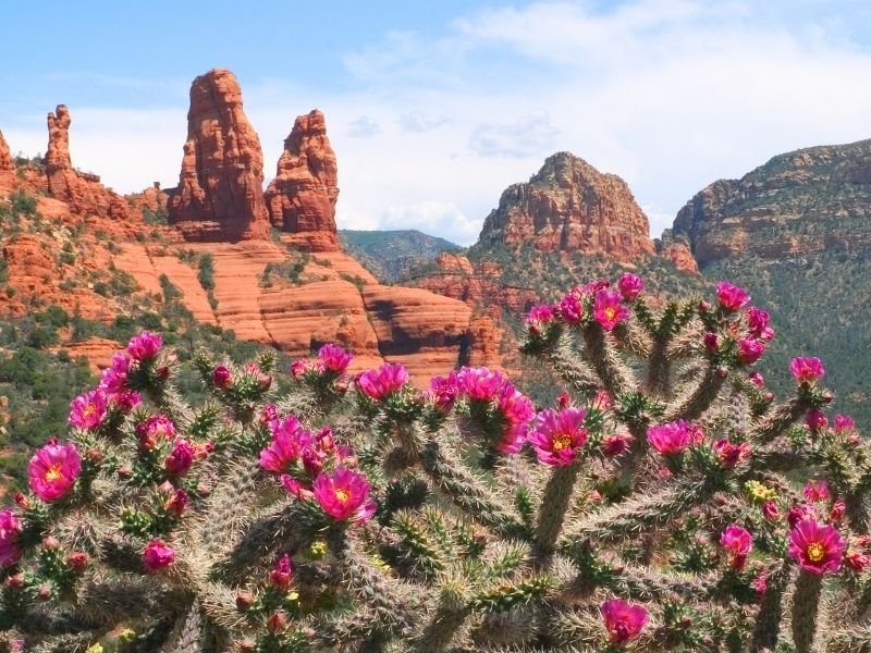 Spiky cactus with pink flowers on the cacti, red rocks with green shrubs in the distance, a typical Sedona landscape you'll see on this Sedona itinerary!