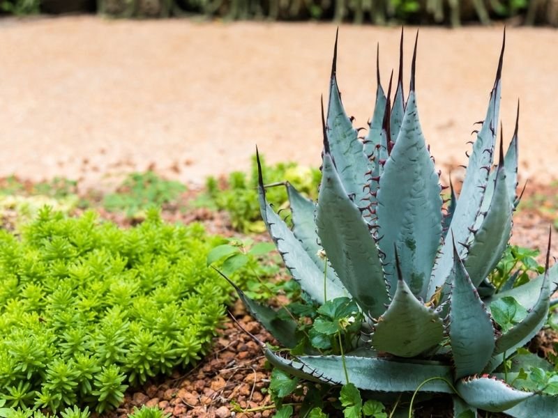 A colorful cactus, green with purple spikes, on the ground of a garden