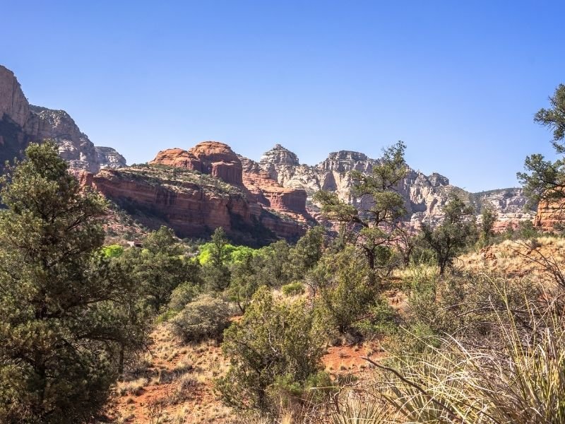 Shrubs and high desert flora in the red rocks of Sedona