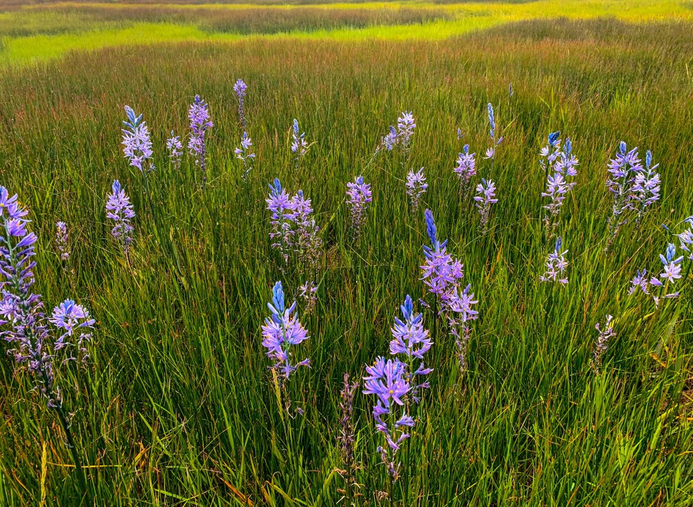 Grass with purple flowers sprouting up like wildflowers in it on a sunny day.