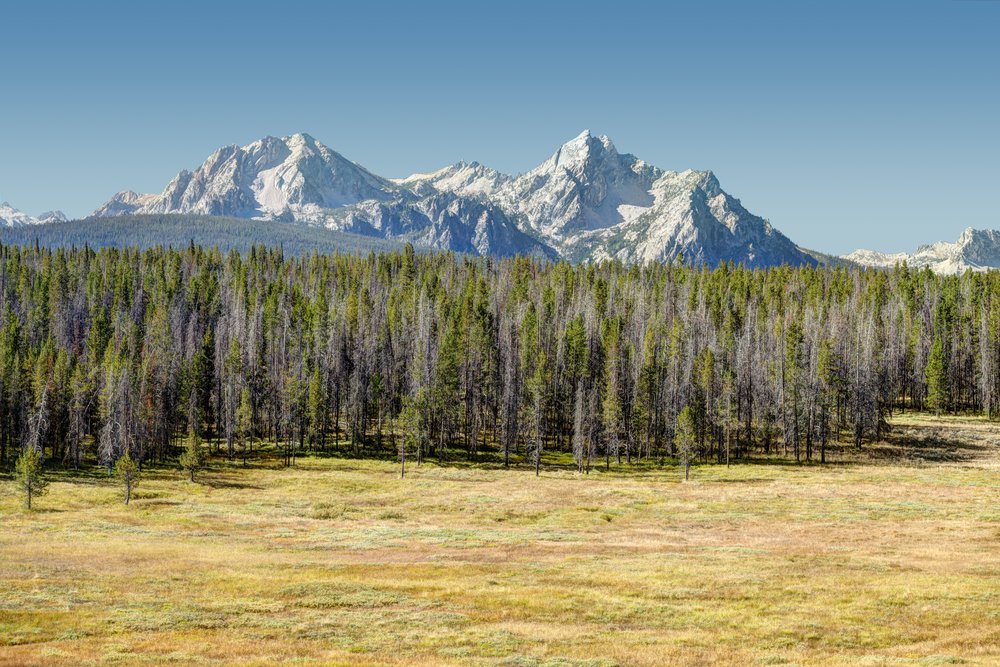 A yellow field next to some evergreen trees with several mountain peaks in the background on a clear day.