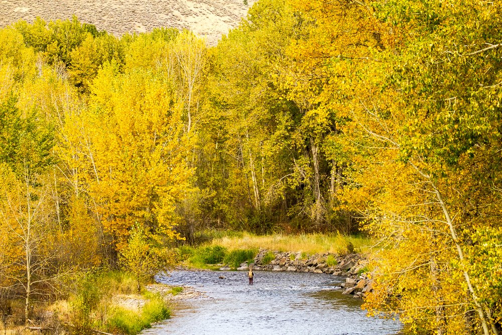 Yellow trees in autumn surrounding a blue river, with a person standing in the middle of the river fly fishing.