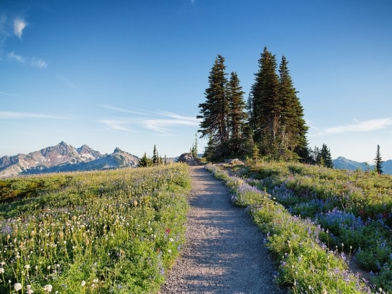 A well-trodden trail with wildflowers dotted on either side of the path and a patch of pine trees in Mt. Rainier National Park.