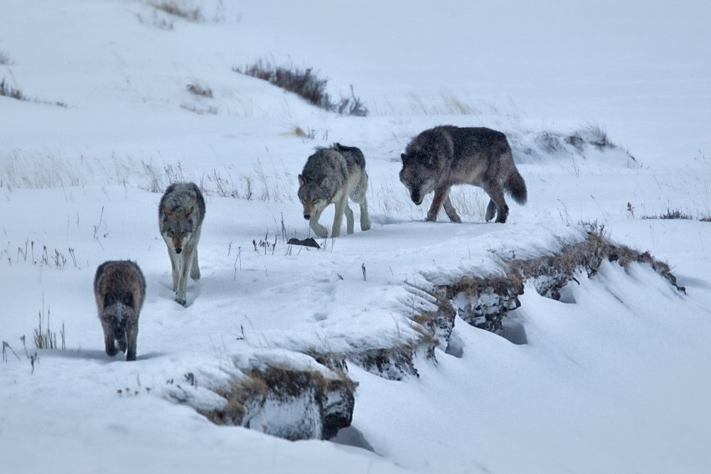 Pack of four wolves walking through snow in Yellowstone National Park in winter
