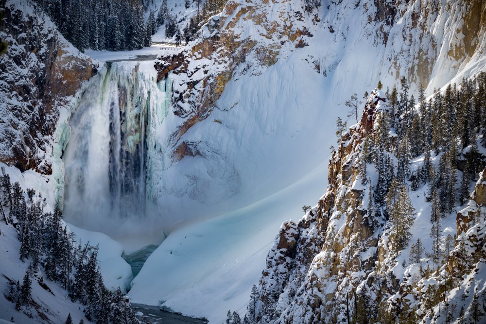 Frozen Lower Yellowstone falls with trees on the landscape.