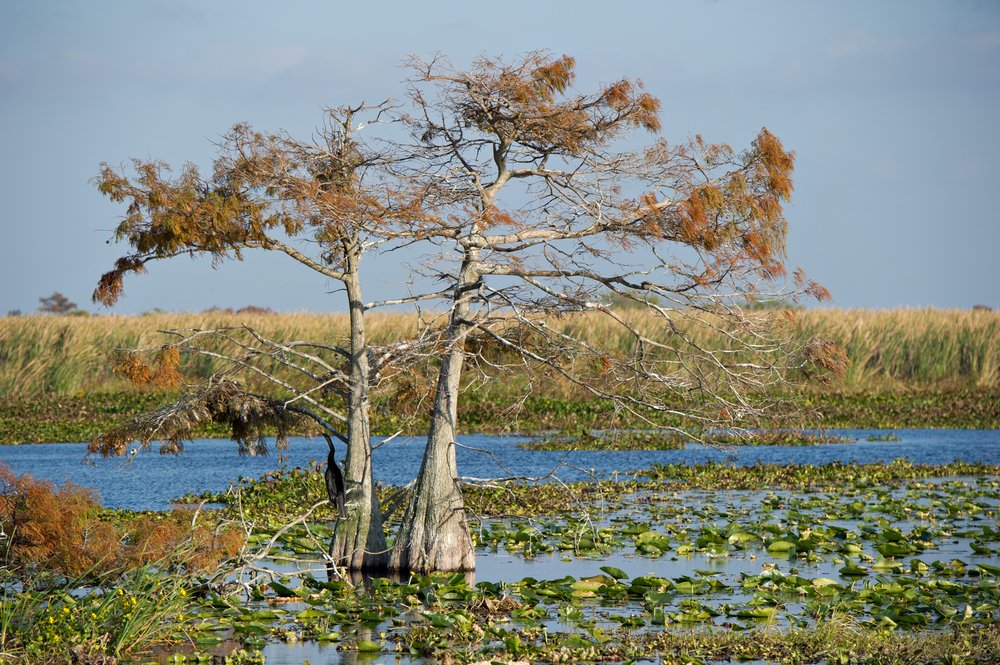 Lone tree with orange-yellow leaves standing in a marsh or swap area with plant life in the water and marsh in the back.