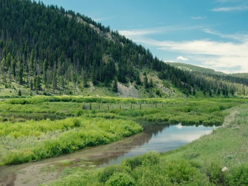 A small river or creek surrounded by grass and a hill covered in pine trees.