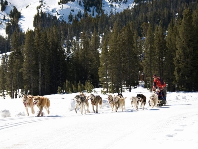 Dog sledding in Jackson Wyoming with a team of dogs and one person manning the sled and one person sitting down