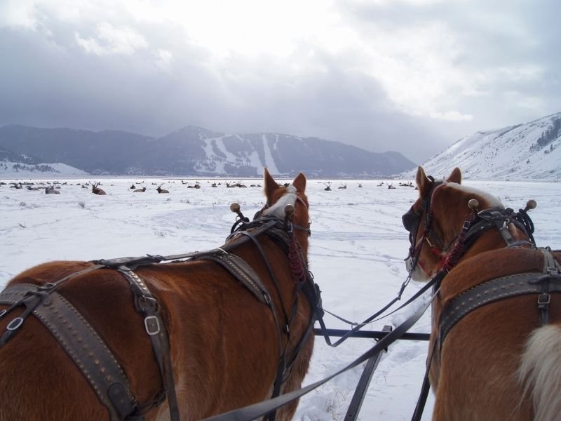 A view on a horse sleigh ride through the elk refuge near Grand Teton National Park with two beautiful reddish-brown horses