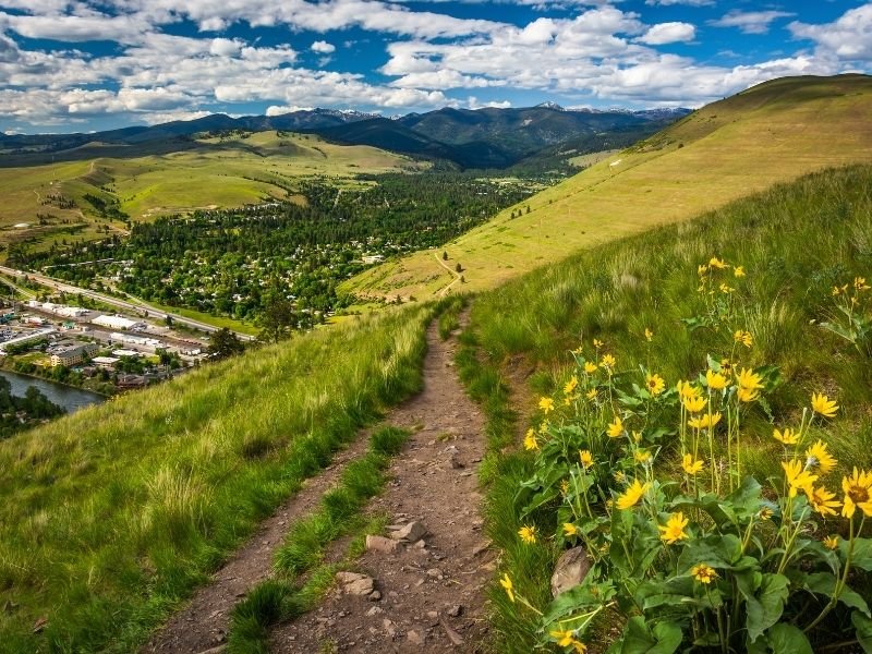 A hiking path above Missoula with wild yellow flowers next to the path, the city below, on a partly cloudy day.