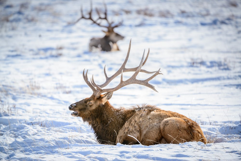 An elk with giant horns in focus with mouth open and a blurry background with one other elk behind.