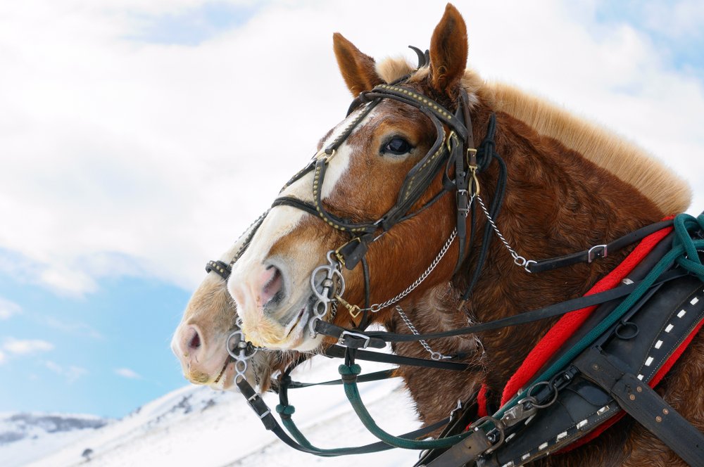 Two brown horses in profile wearing bridal, reins, and other horse gear in order to bring travelers on a sleigh ride.