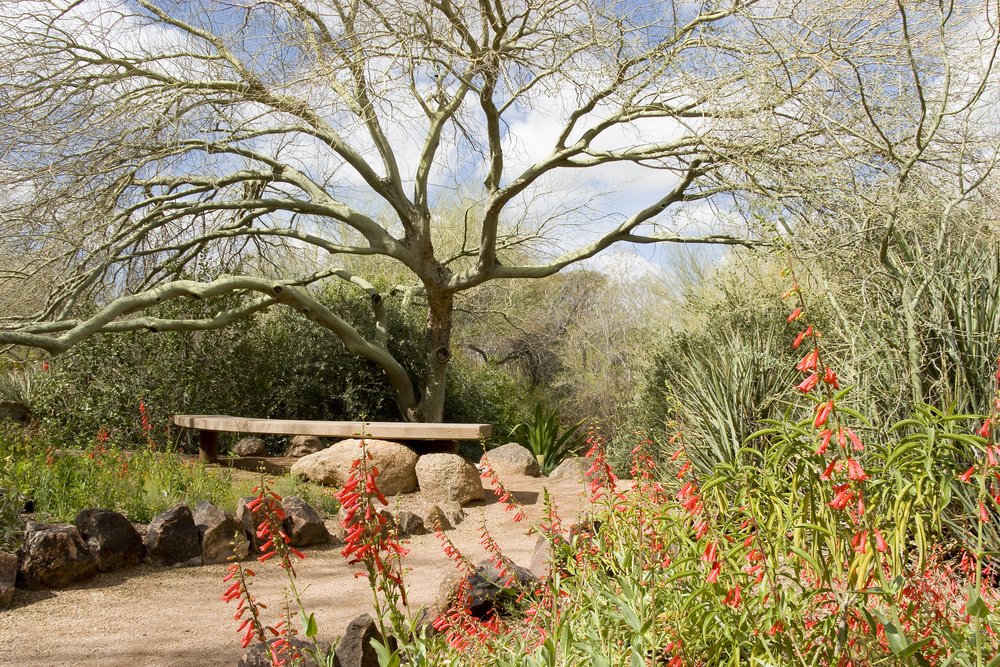 Bench in the Desert Botanic Garden with a tree and red flowers in the foreground.