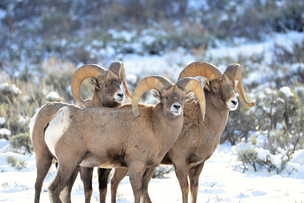Three bighorn sheep clustered together in a snow-covered Grand Teton in winter landscape