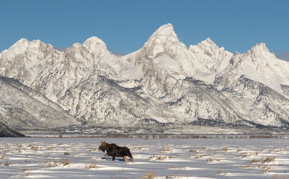 A moose walking through the snow with snow-covered Grand Teton range behind him in winter