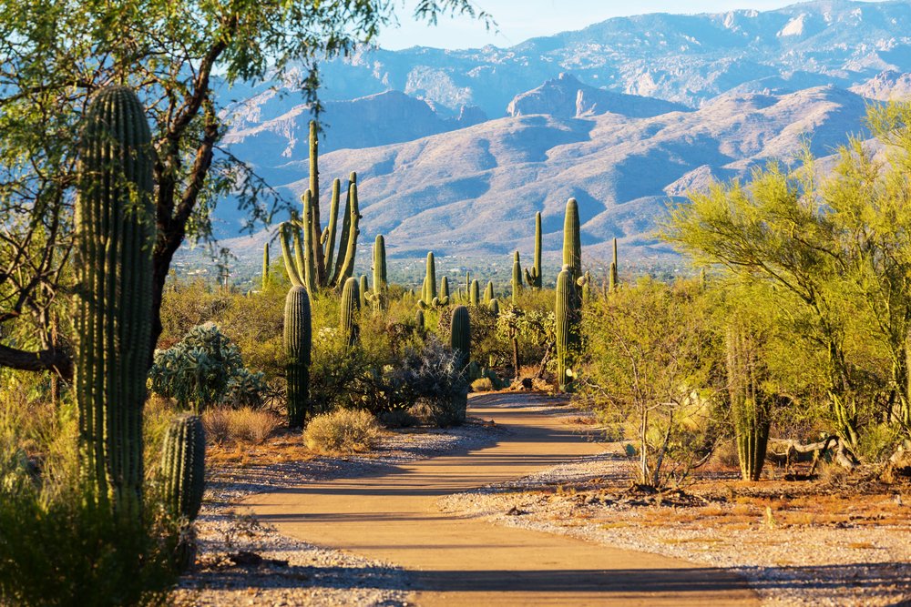 Hiking path in Saguaro National Park near to Tucscon with cacti and mountains in the distance.