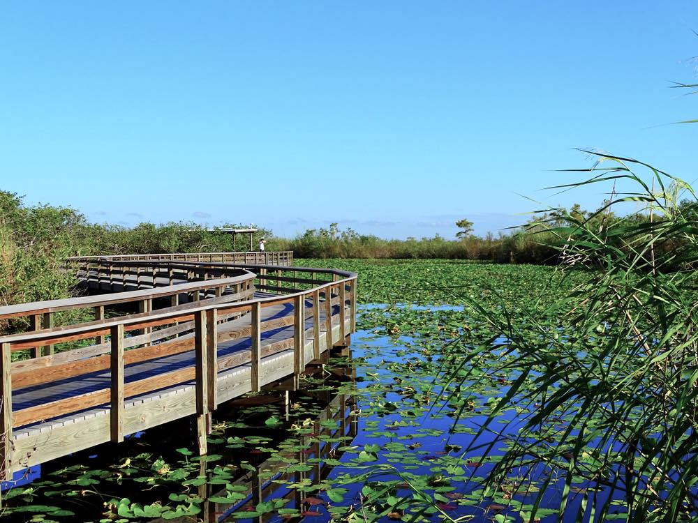 A scenic wooden boardwalk winding through a marsh with lots of plant life on the surface of the water, the Anhinga trail is a must on any Everglades itinerary.