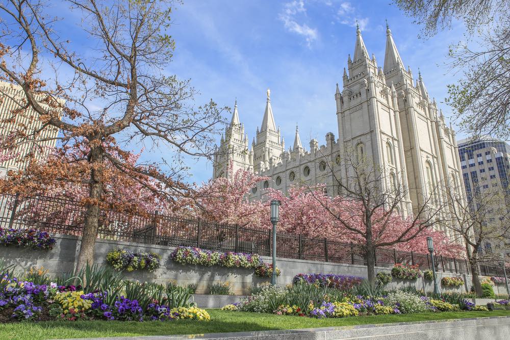 Giant Mormon church with cherry blossoms blooming in the spring and other spring flowers