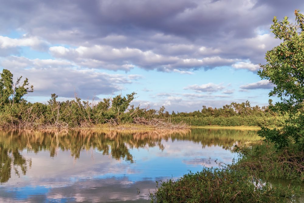 The still water of the swamp at Eco Pond mirroring the cloudy sky perfectly in the water.