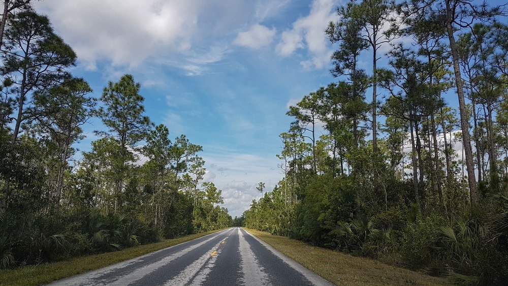 Road to the Visitor Center in Everglades National Park, a road passing through a forest with trees on either side.