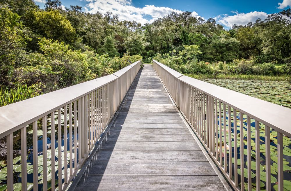 Boardwalk leading through a swampy landscape with lots of lilies and native swamp plants surrounding the boardwalk trail