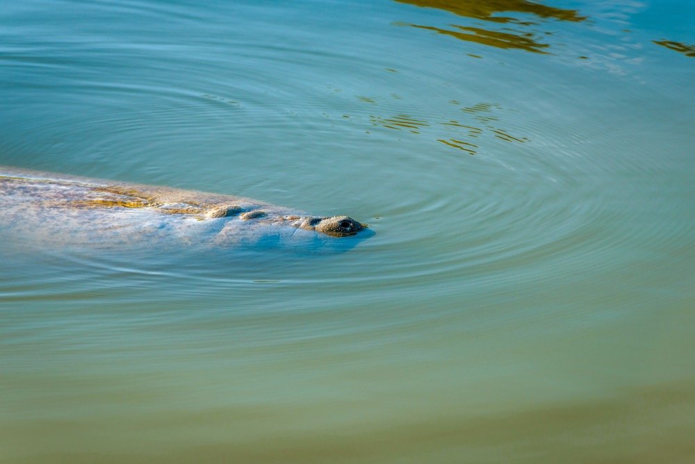 A manatee taking a breath at the surface of turquoise blue water near the Flamingo Marina in Everglades National Park: an itinerary must!